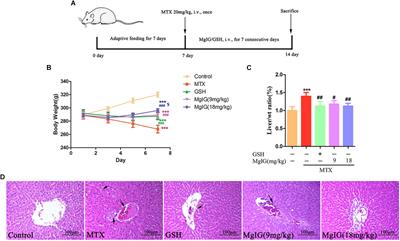 Protective Effects of Magnesium Glycyrrhizinate on Methotrexate-Induced Hepatotoxicity and Intestinal Toxicity May Be by Reducing COX-2